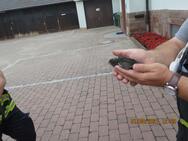 Feuerwehreinsatz 2021/034